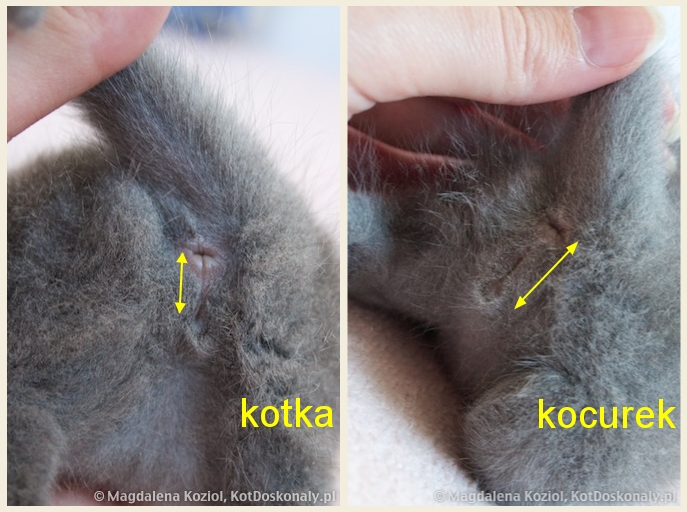 Jak sprawdzić czy to kot czy kotka?