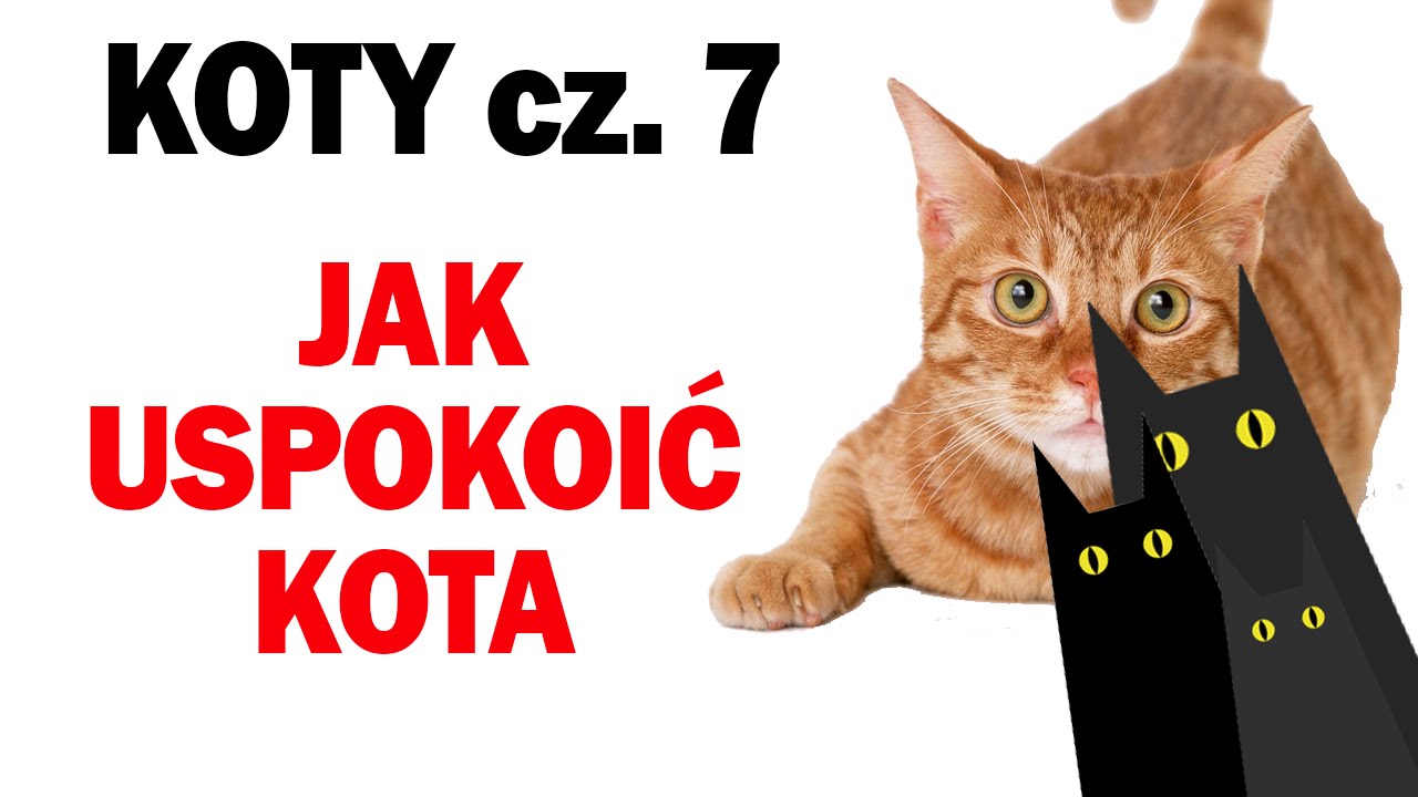 Jak uspokoić kotkę?