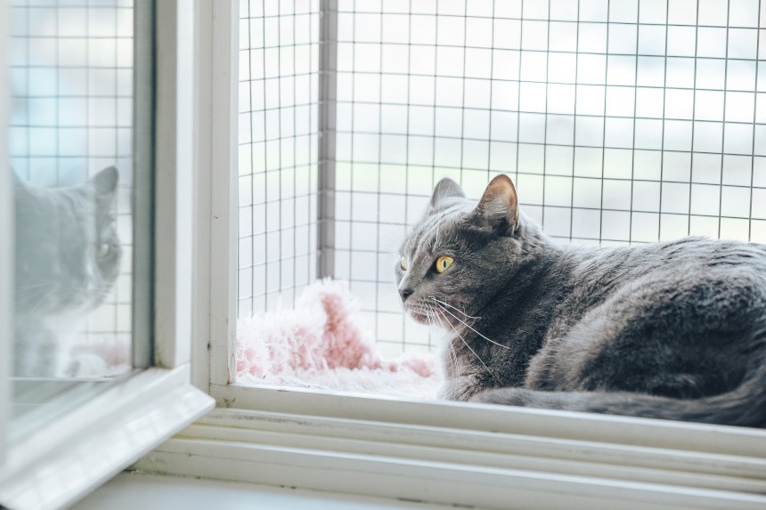 Jak zabezpieczyc okna i balkon przed kotem?