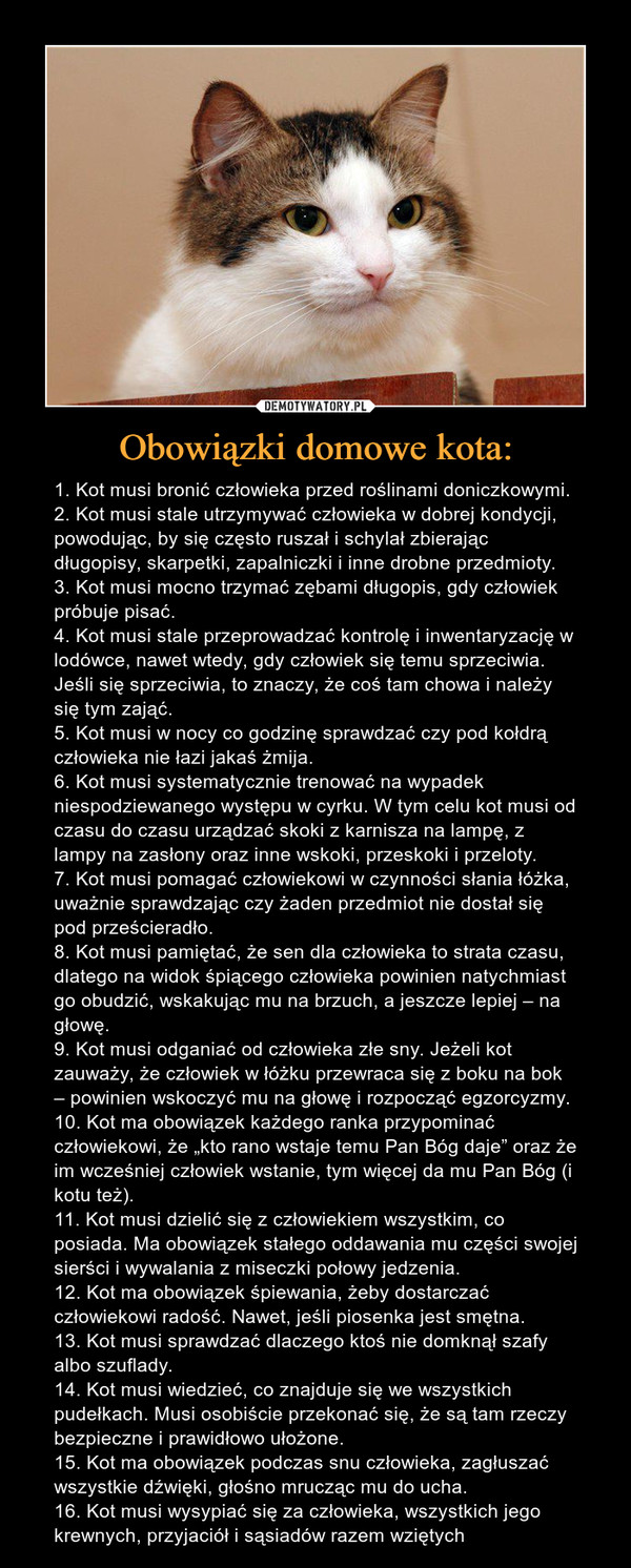 Jakie obowiązki ma właściciel kota?