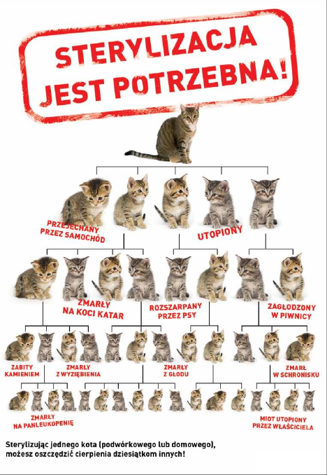 Jakie są minusy sterylizacji?