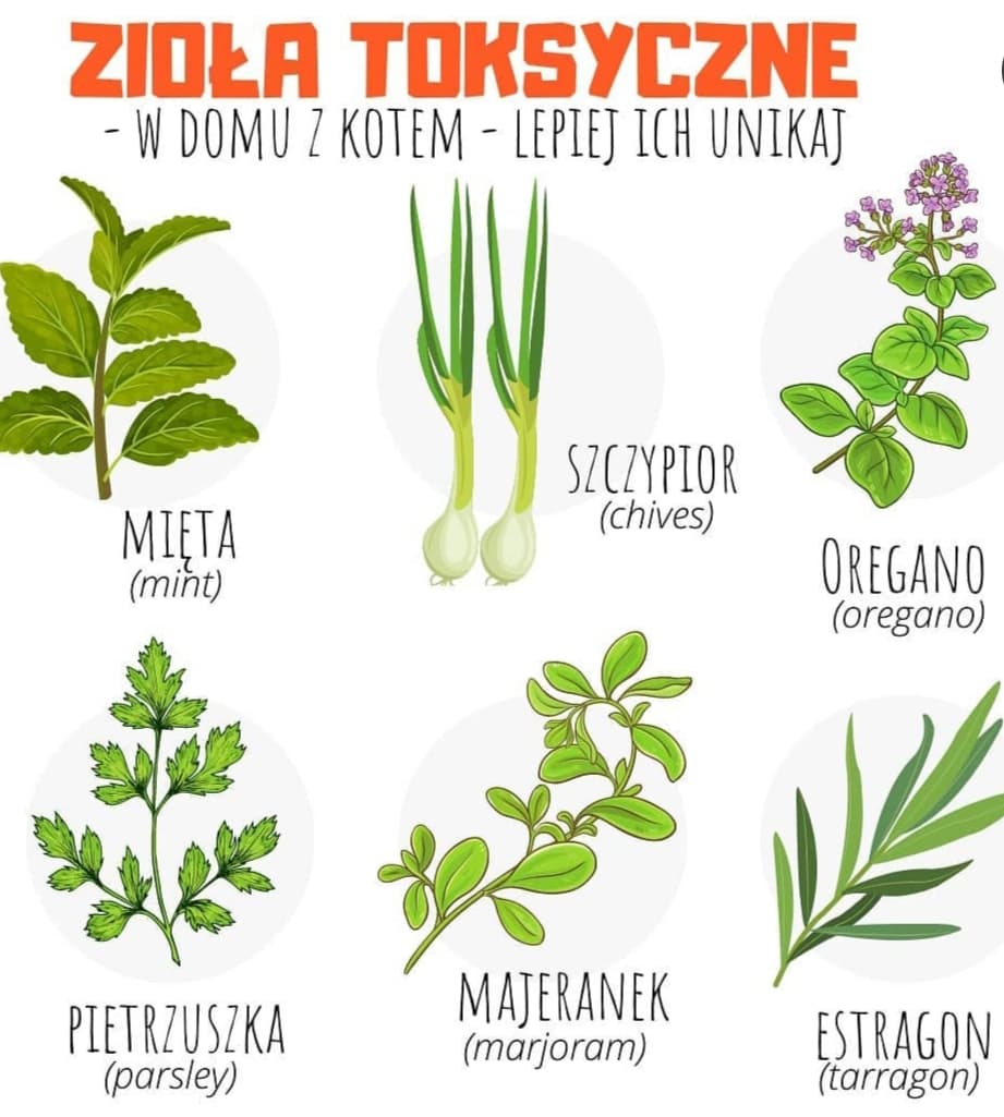 Jakie zioła są trujące dla kota?