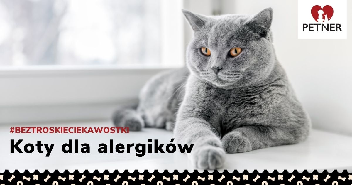 Które koty najbardziej uczulają?