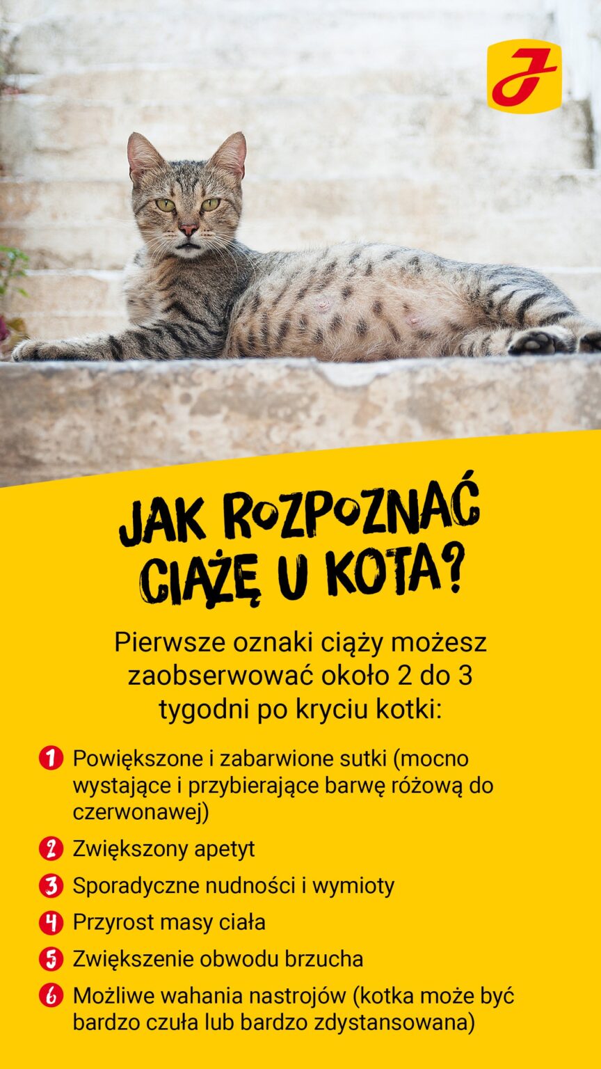 Po jakim czasie odpada pępowiną u kota? - Fundacja dla kociąt