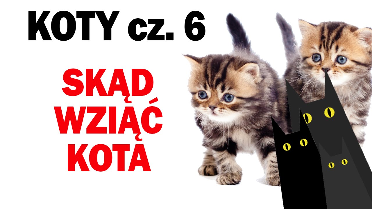 Skąd wziąć kota?