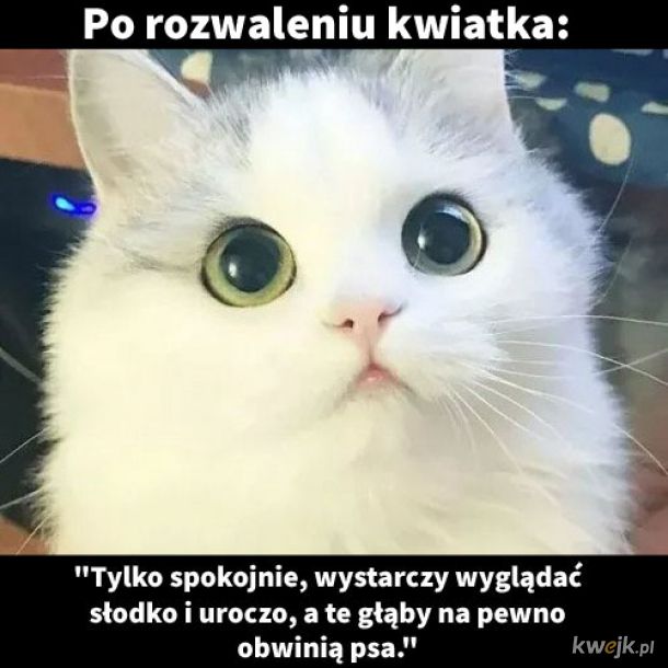 Za kogo uwaza mnie mój kot?