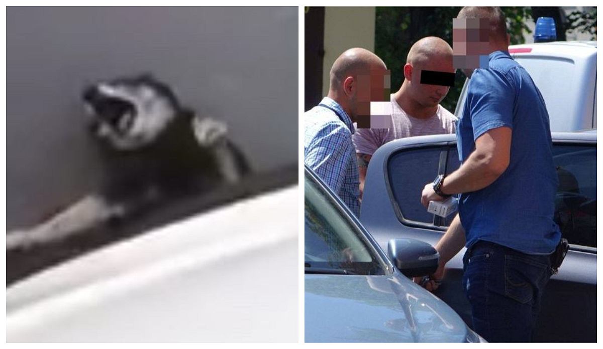 Co grozi za przejechanie zwierząt?