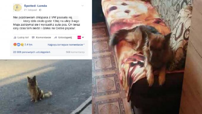 Co grozi za wyrzucenie zwierzęcia?