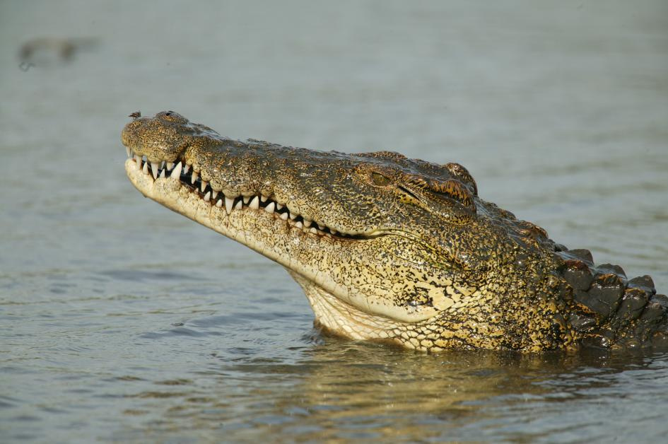 Co jest bardziej agresywne krokodyl czy aligator?