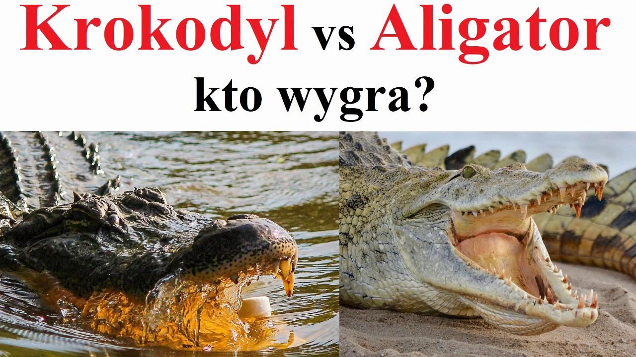 Co jest groźniejsze aligator czy krokodyl?