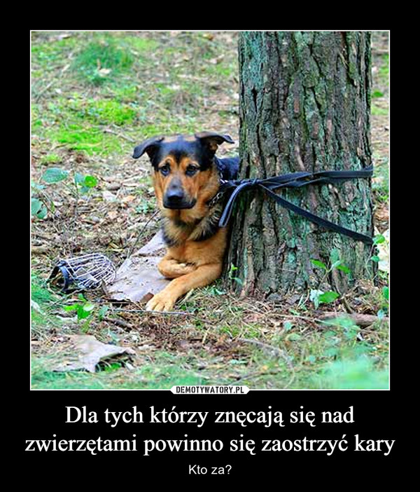Co zrobić gdy ktoś znęca się nad psem?