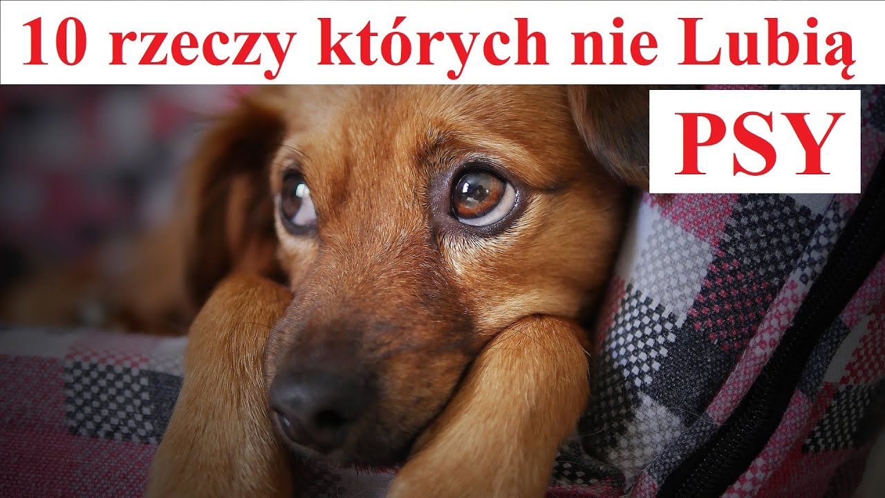 Czego najbardziej nie lubią psy?