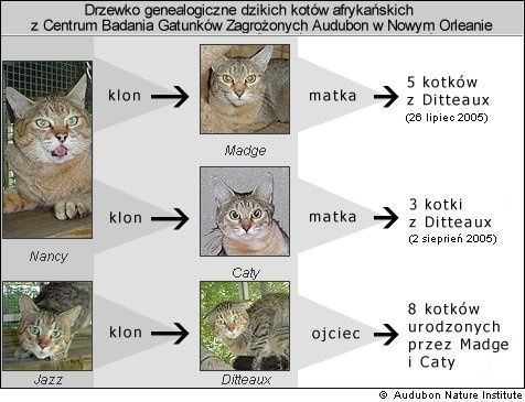 Czy da się Sklonowac kota?