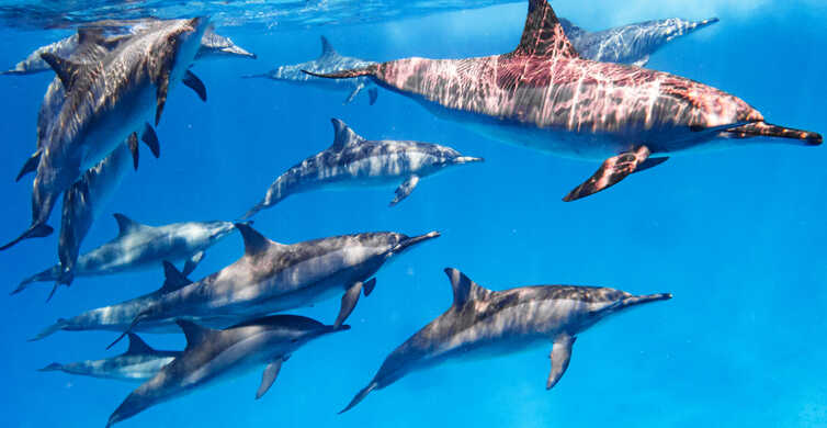 Czy delfin widzi?