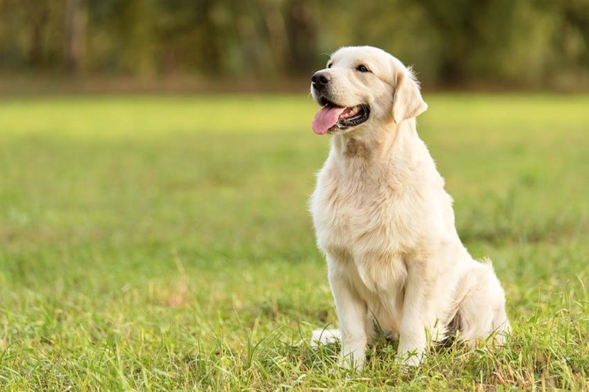 Czy Golden retriever jest mądry?