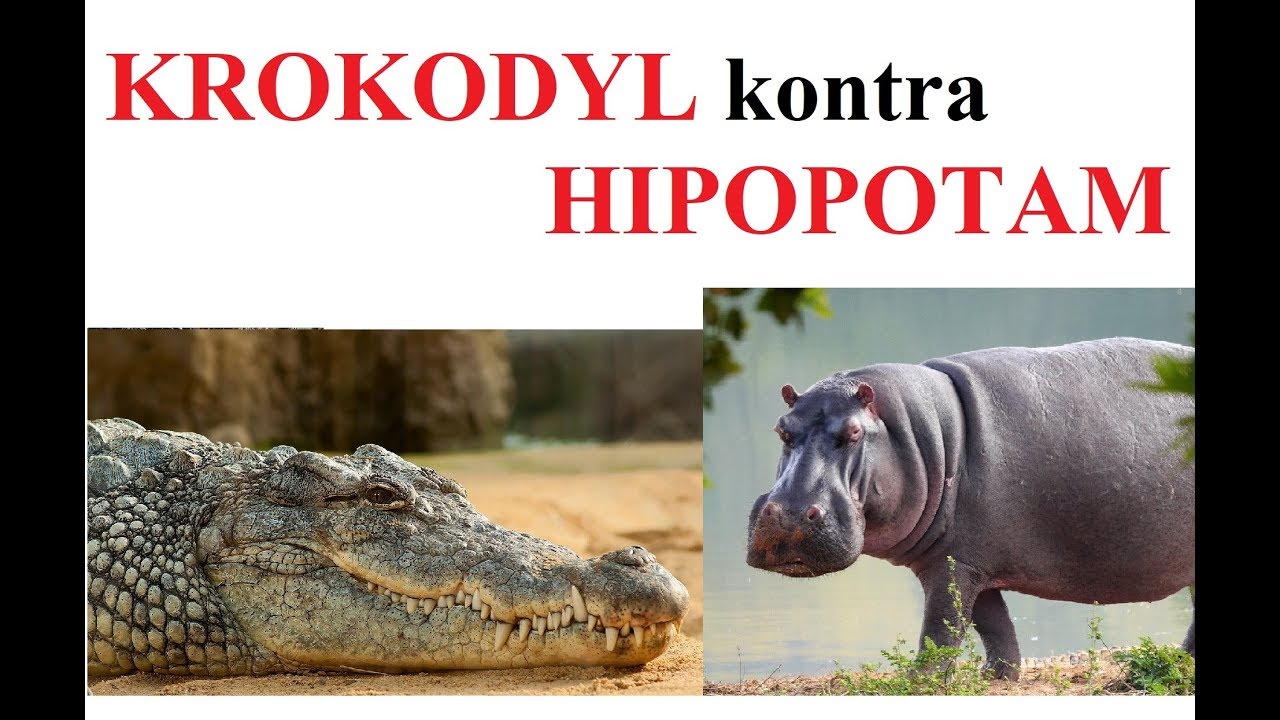 Czy hipopotam zje krokodyla?