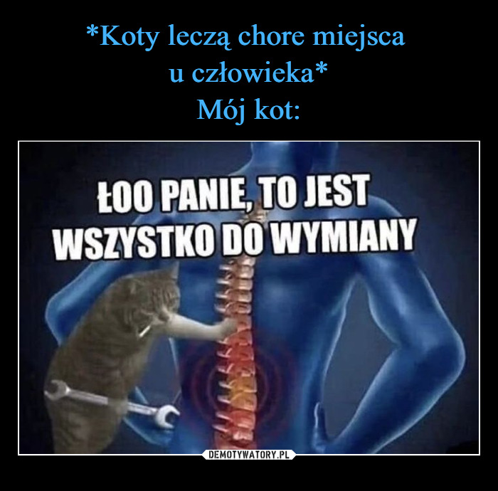 Czy koty leczą ludzi?