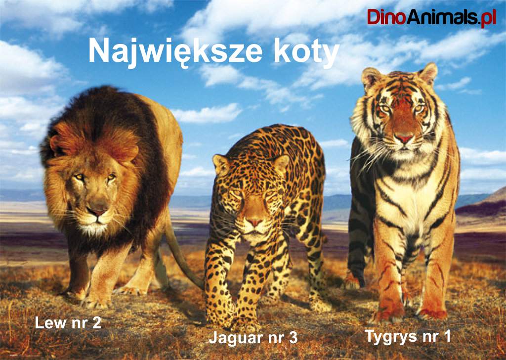Czy lew jest kotem?