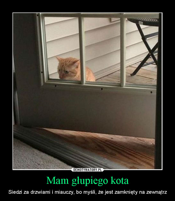 Czy mój kot myśli, że jestem głupi?
