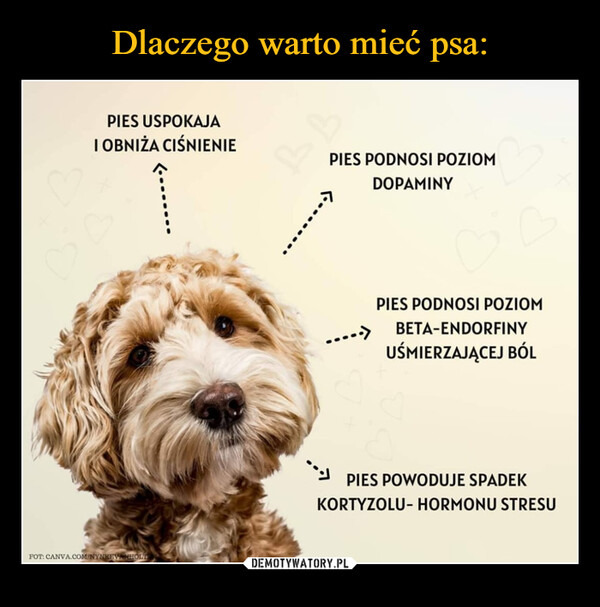 Czy opłaca się mieć psa?