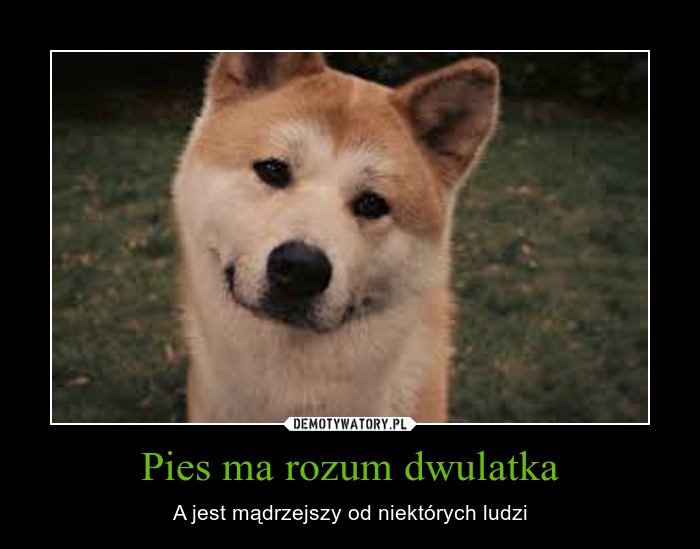 Czy pies ma rozum?