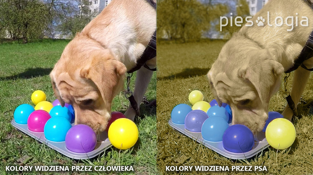 Czy pies widzi lepiej od człowieka?
