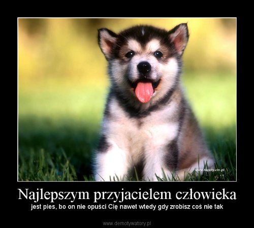 Czy pies wybacza?