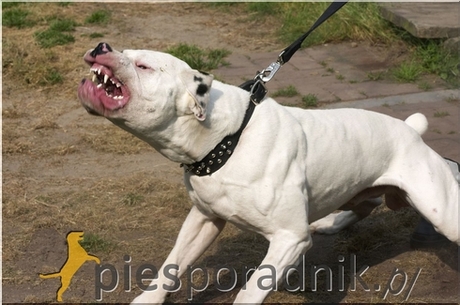 Czy pitbulle gryzą bardziej niż inne psy?