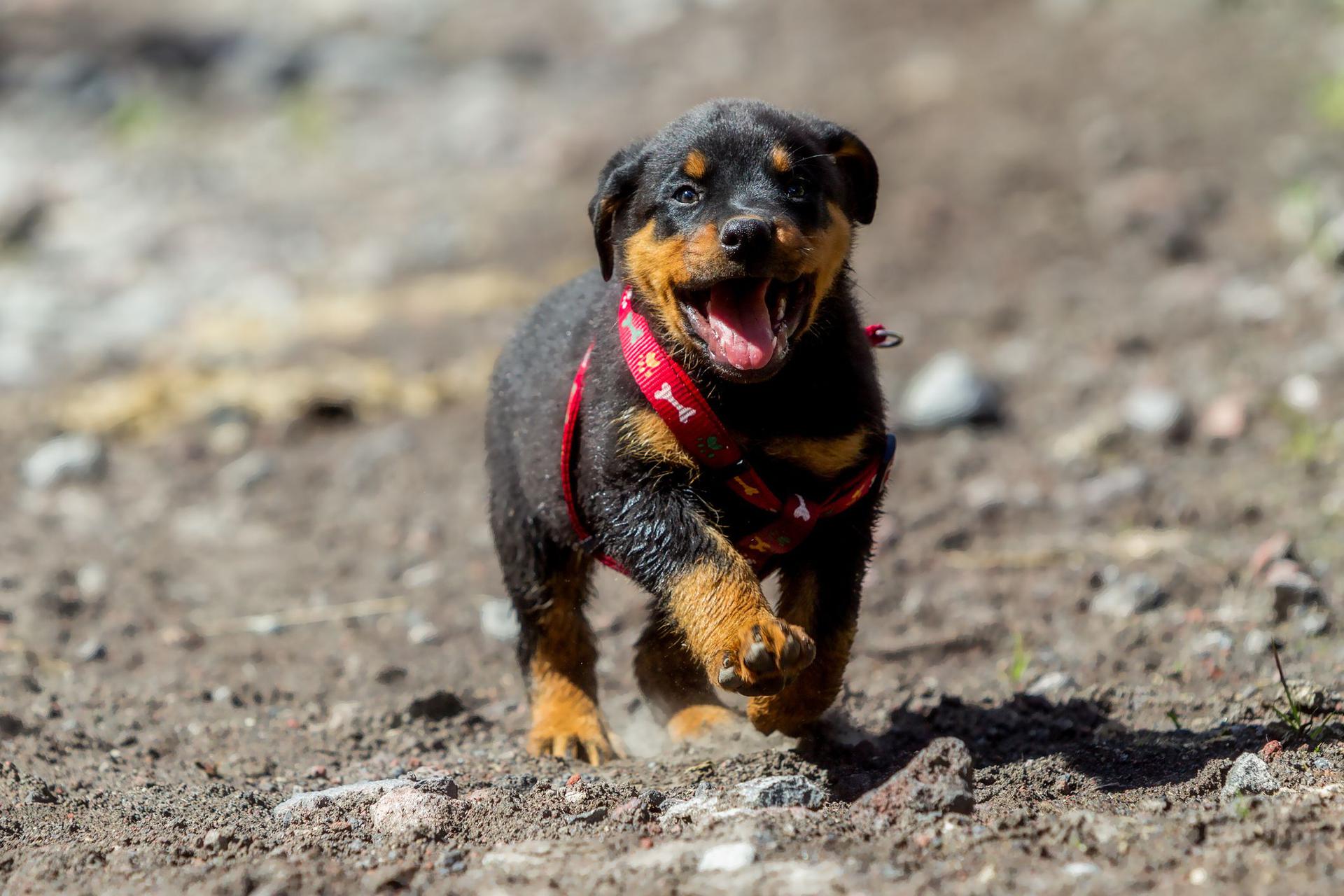 Czy Rottweiler jest mądry?