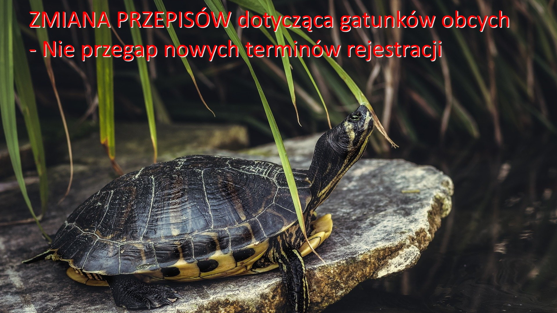 Czy trzeba rejestrować żółwia?