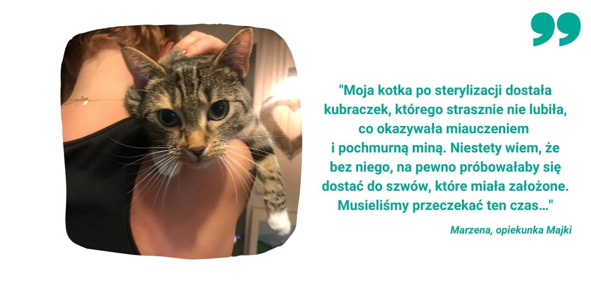 Czy trzeba sterylizować kota?