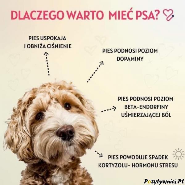 Czy warto mieć psa argumenty?