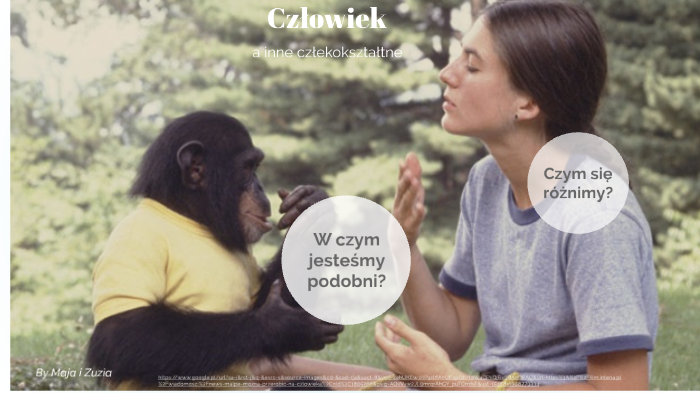 Czym się różnimy od człekokształtnych?