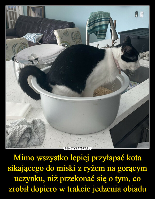 Dlaczego kot sra do miski?