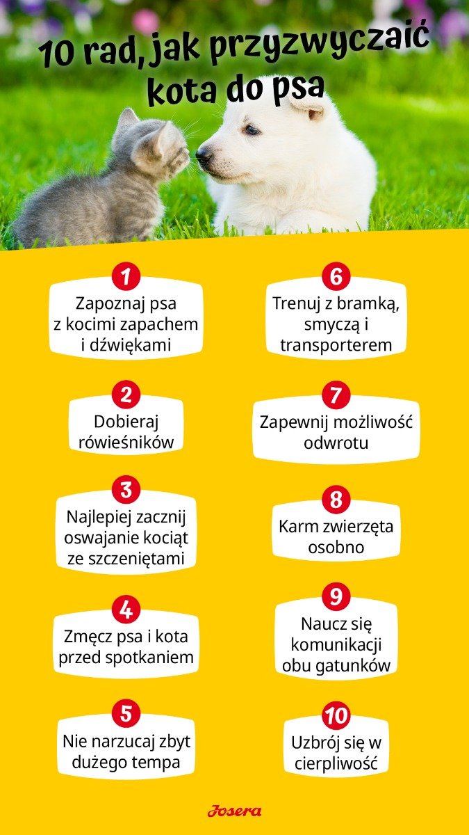 Ile czasu trwa oswajanie kota z psem?