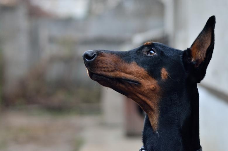 Ile doberman ma uścisku w szczęce?