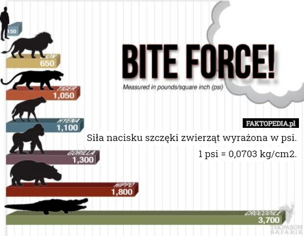 Ile kg ma uścisk szczęki czlowieka?