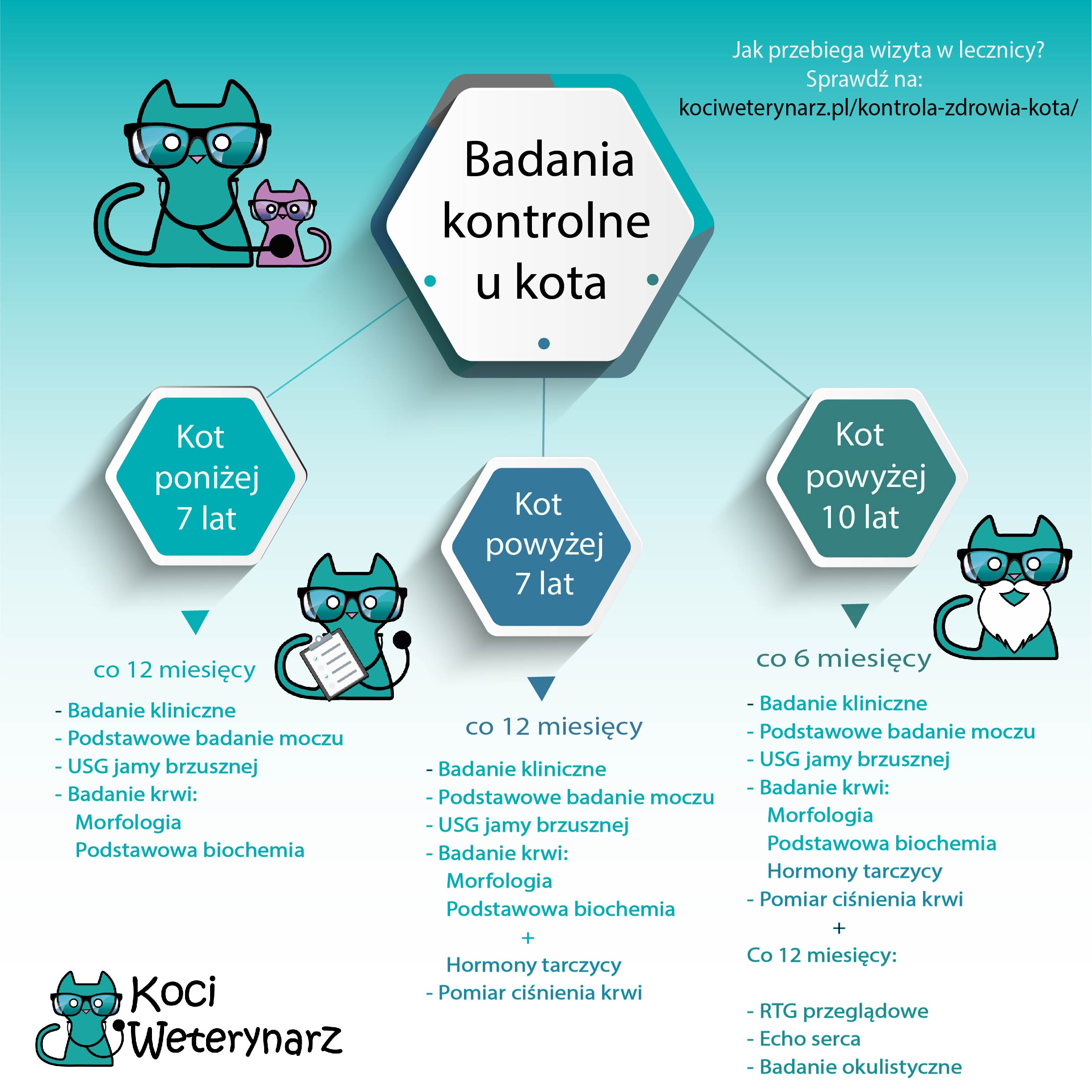 Ile kosztuja badania dla kota?