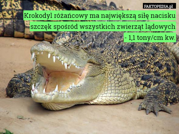 Ile krokodyl ma uścisku w szczęce?
