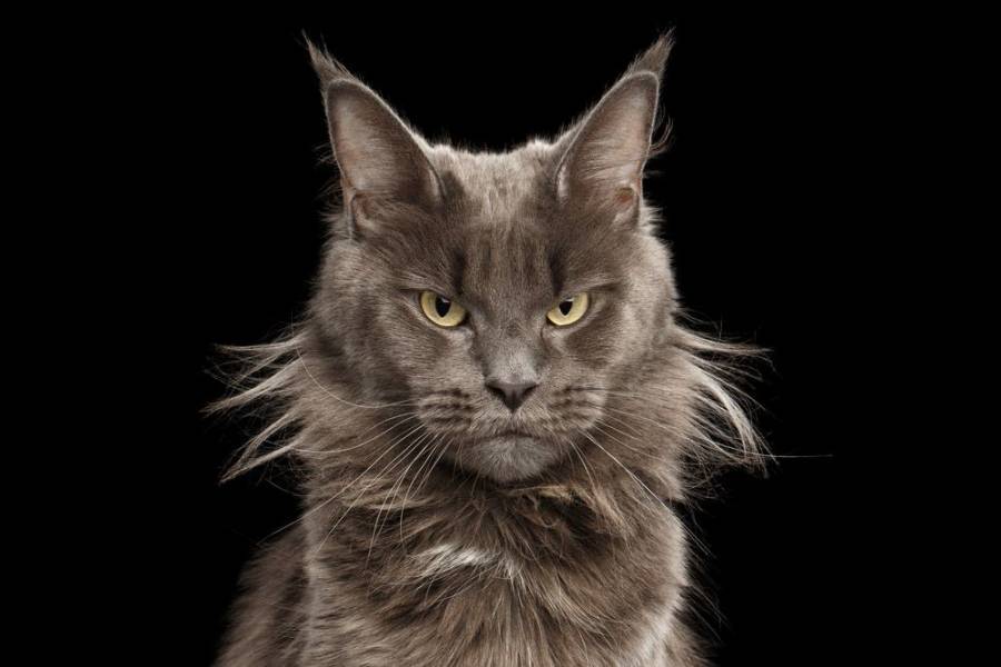 Ile lat żyje kot rasy maine coon?