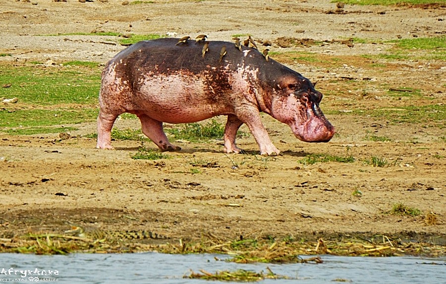 Ile ton uścisku ma hipopotam?