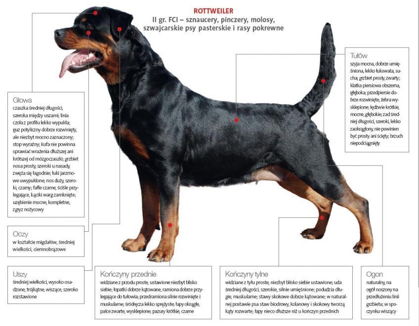 Ile ton uścisku ma rottweiler?