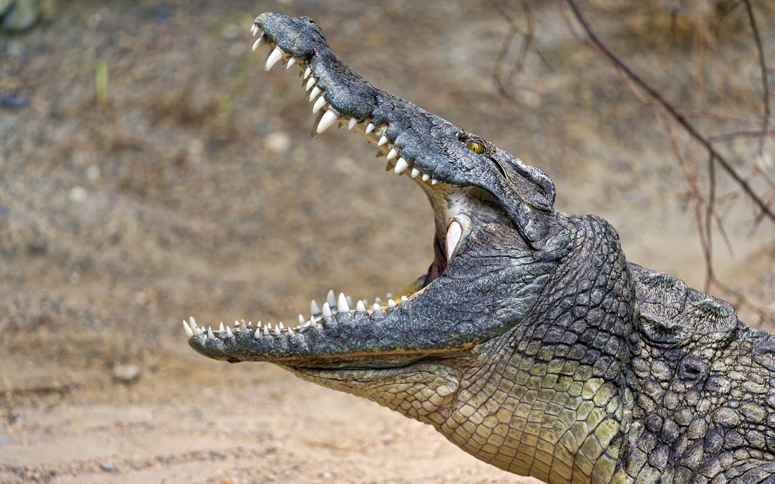 Ile uścisku ma aligator?