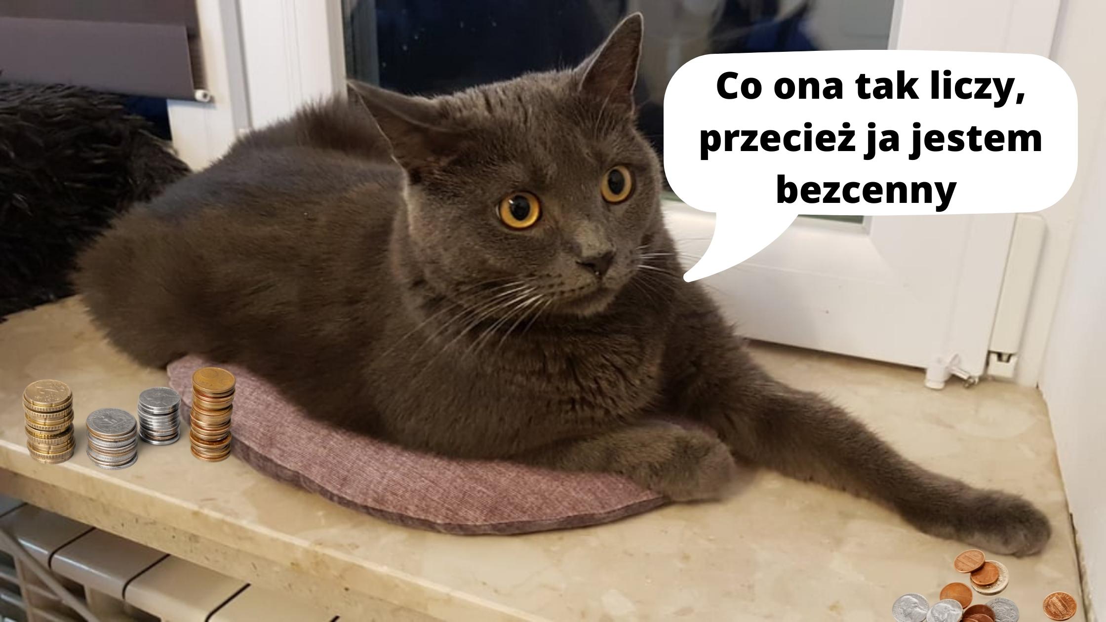 Ile wydajecie na kota?