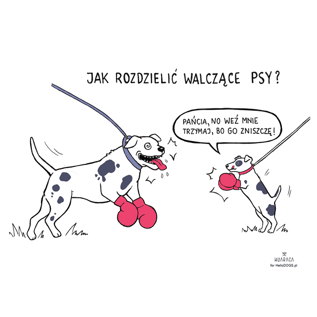 Jak rozdzielic Pitbulla?