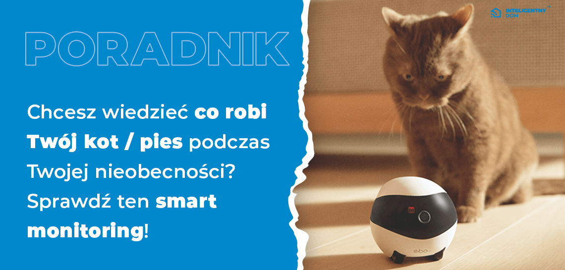 Jak sprawdzić czy kot jest inteligentny?