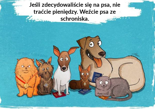 Jak wygląda adopcją zwierząt?