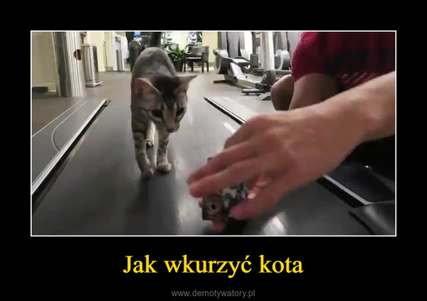Jak zdenerwować kota?