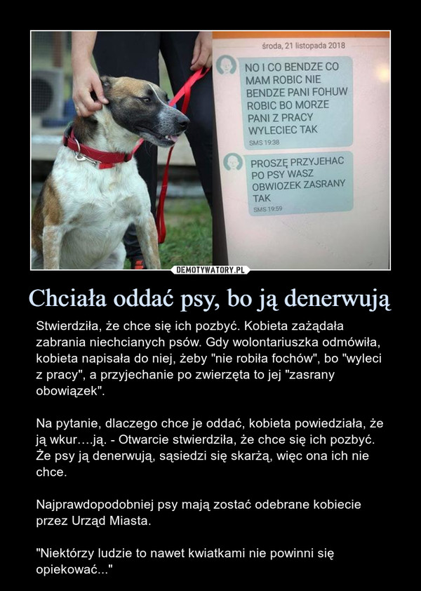 Jak zwracać się do psa?