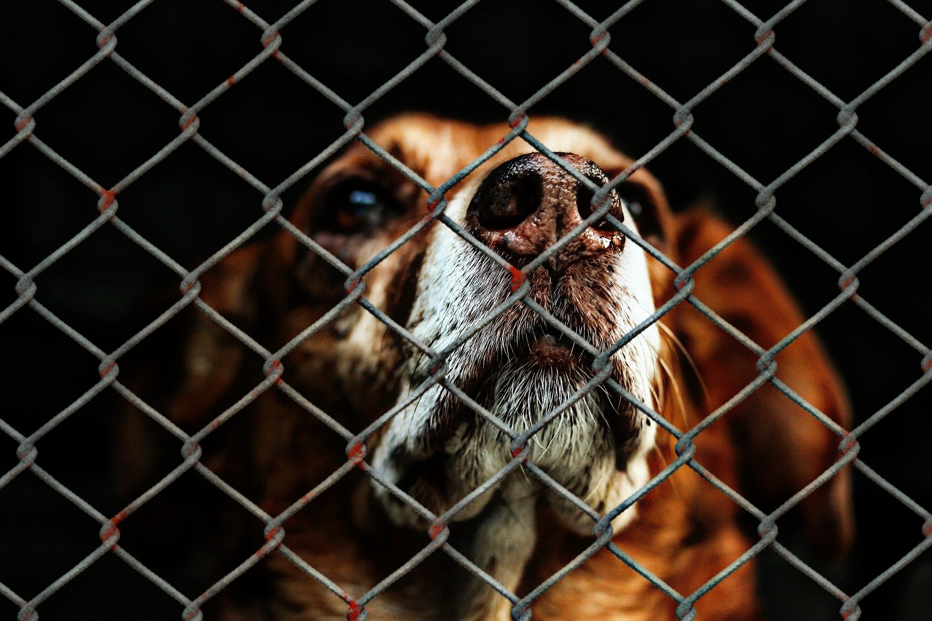 Jakie pytania zadaja przy adopcji psa?